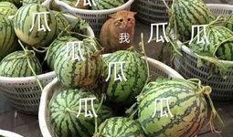 壁纸娱乐吃瓜,吃瓜群众的热议焦点